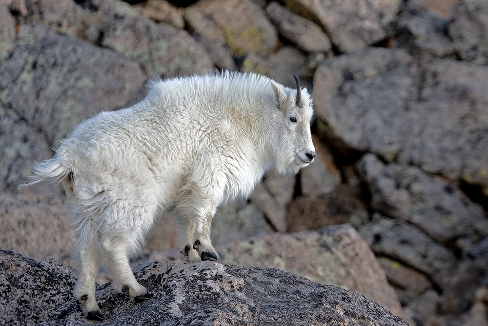 Mountain Goat, Mount Warren, Mount Evans Scenic Byway, Near Idaho Springs, Colorado