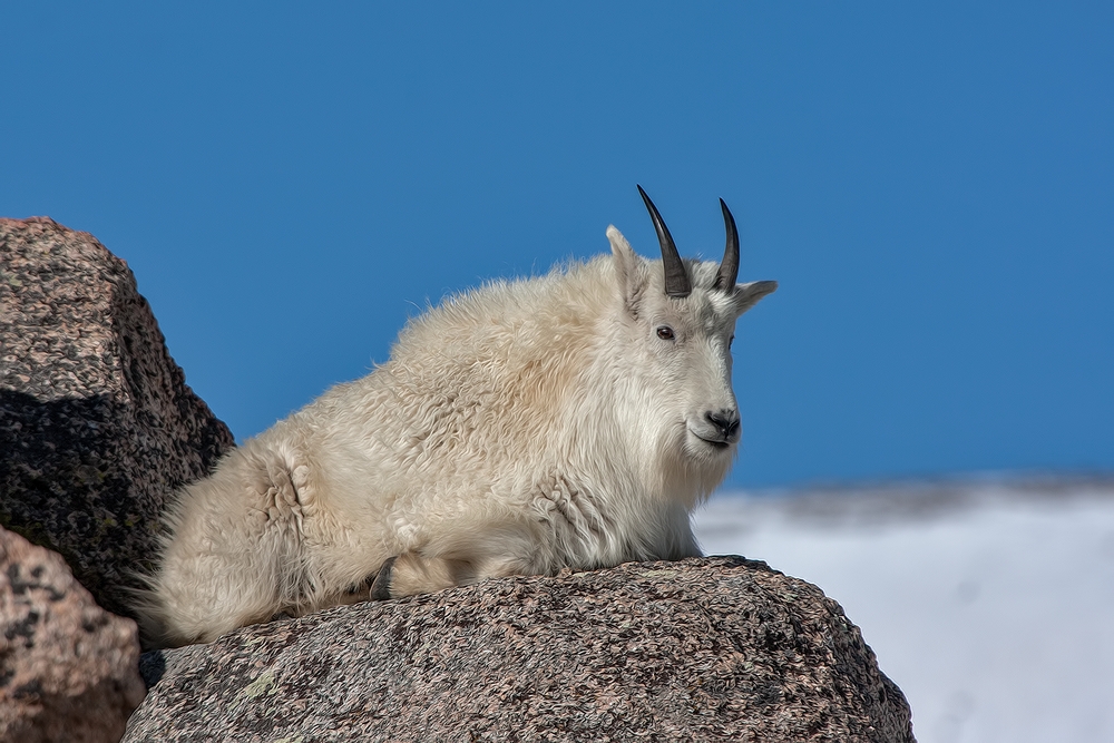 Mountain Goat, Mount Warren, Mount Evans Scenic Byway, Near Idaho Springs, Colorado