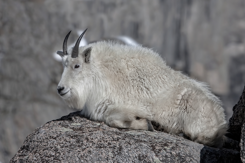 Mountain Goat, Mount Warren, Mount Evans Scenic Byway, Near Idaho Springs, Colorado