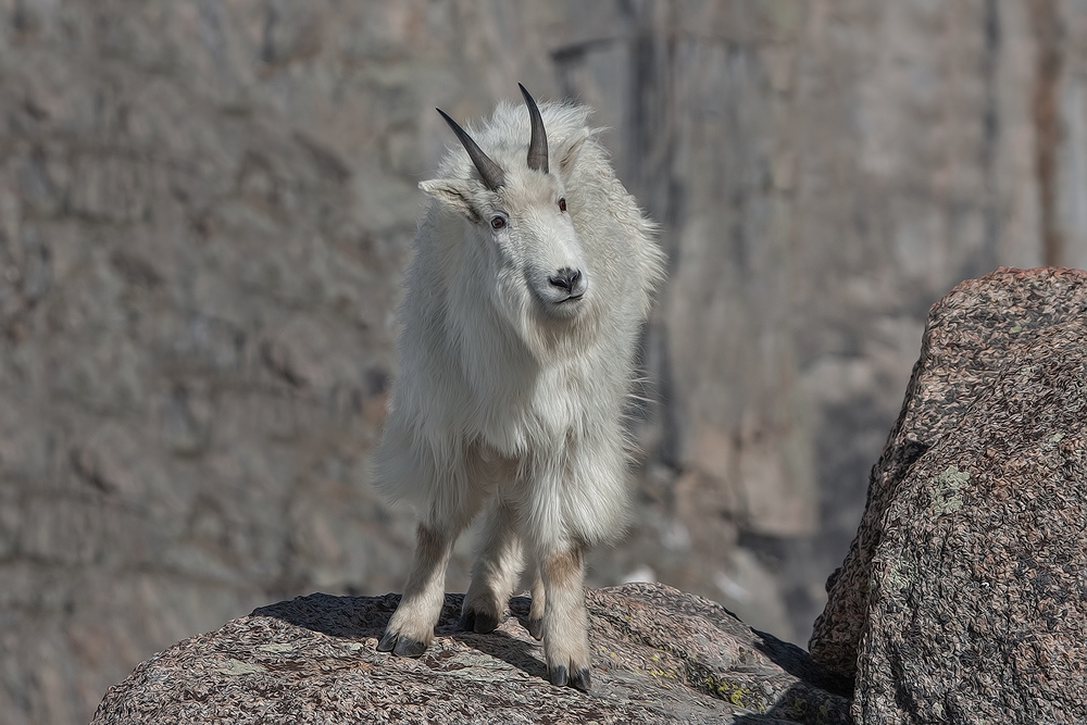 Mountain Goat, Mount Warren, Mount Evans Scenic Byway, Near Idaho Springs, Colorado