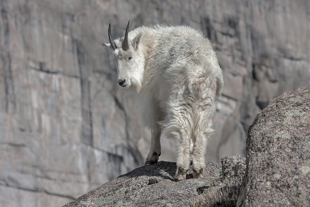 Mountain Goat, Mount Warren, Mount Evans Scenic Byway, Near Idaho Springs, Colorado