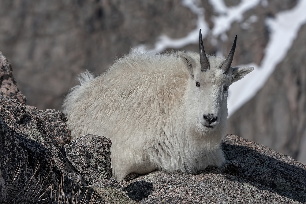 Mountain Goat, Mount Warren, Mount Evans Scenic Byway, Near Idaho Springs, Colorado