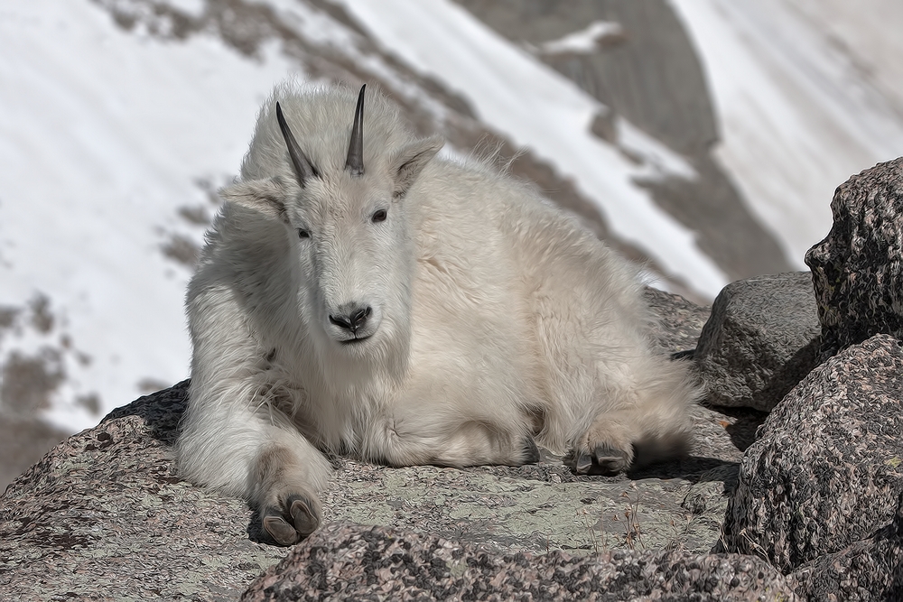 Mountain Goat, Mount Warren, Mount Evans Scenic Byway, Near Idaho Springs, Colorado