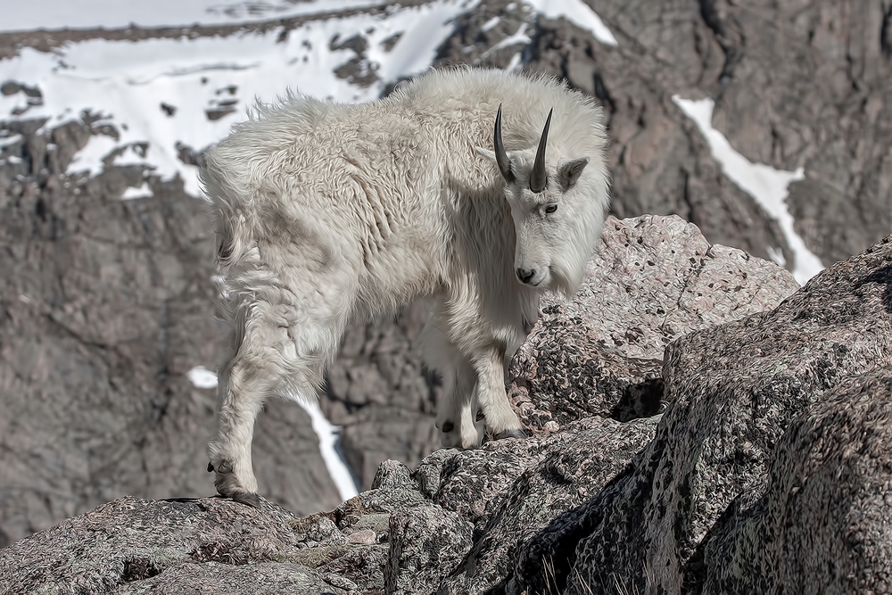 Mountain Goat, Mount Warren, Mount Evans Scenic Byway, Near Idaho Springs, Colorado