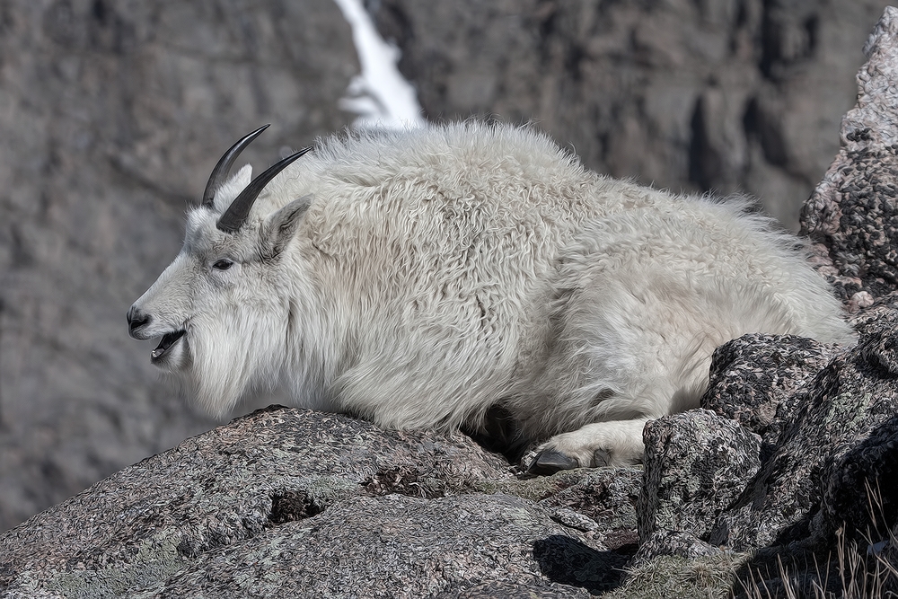 Mountain Goat, Mount Warren, Mount Evans Scenic Byway, Near Idaho Springs, Colorado