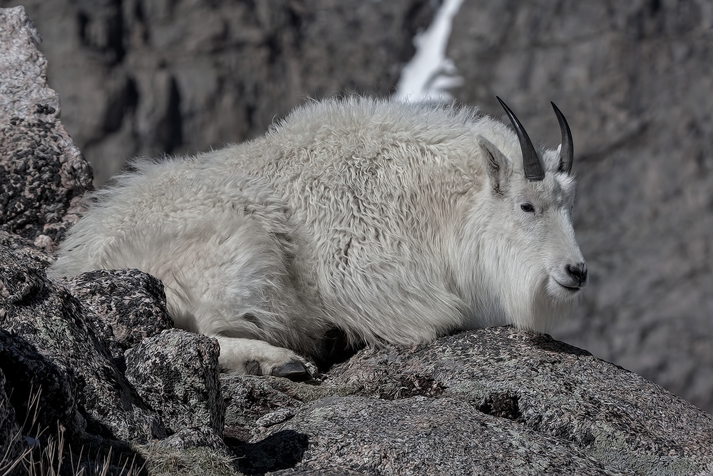 Mountain Goat, Mount Warren, Mount Evans Scenic Byway, Near Idaho Springs, Colorado