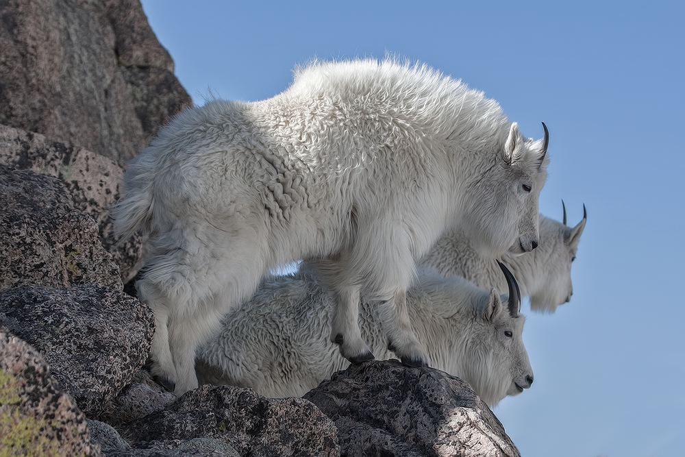 Mountain Goats, Mount Warren, Mount Evans Scenic Byway, Near Idaho Springs, Colorado