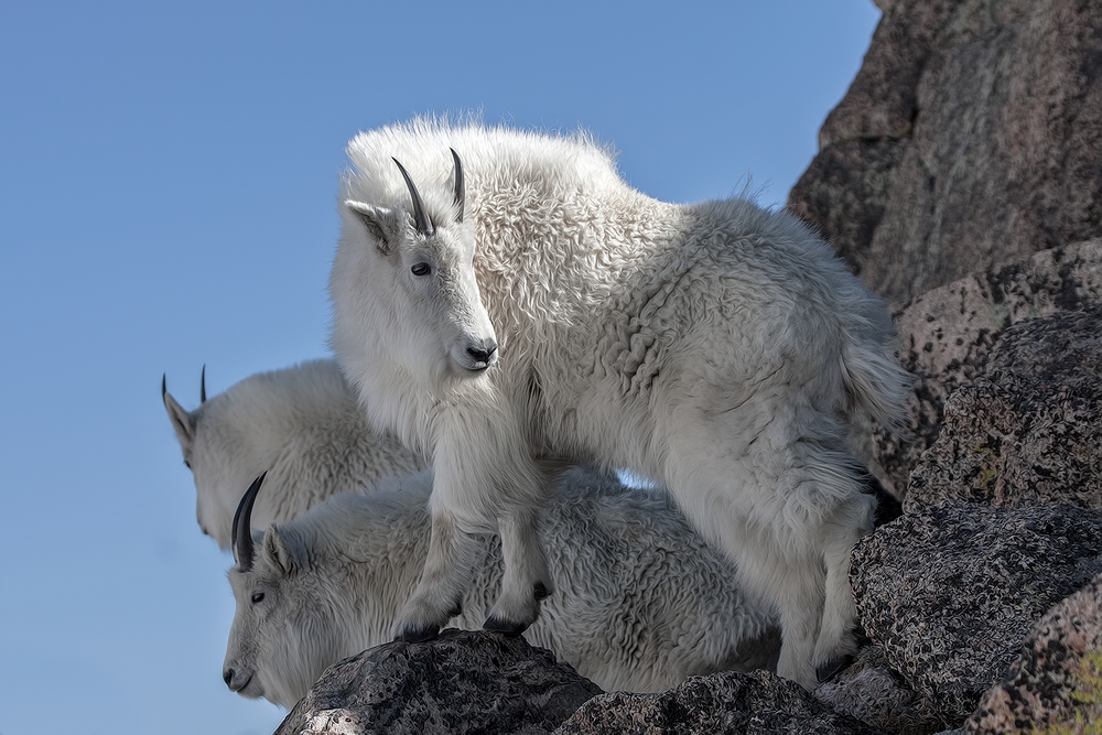 Mountain Goats, Mount Warren, Mount Evans Scenic Byway, Near Idaho Springs, Colorado