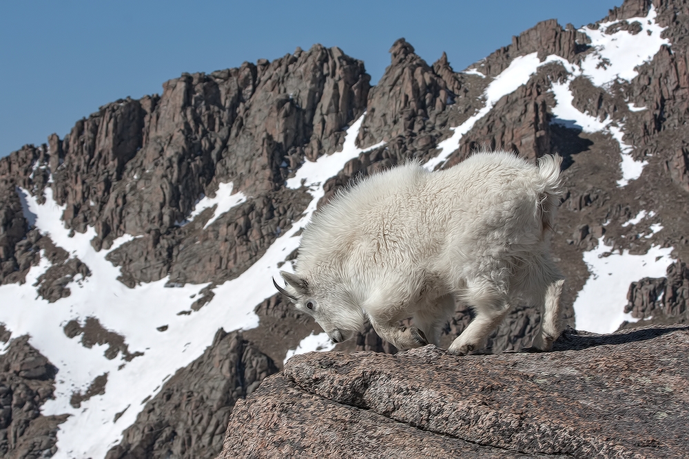 Mountain Goat, Mount Warren, Mount Evans Scenic Byway, Near Idaho Springs, Colorado