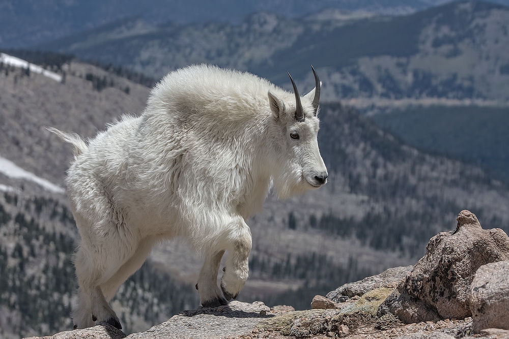 Mountain Goat, Mount Warren, Mount Evans Scenic Byway, Near Idaho Springs, Colorado