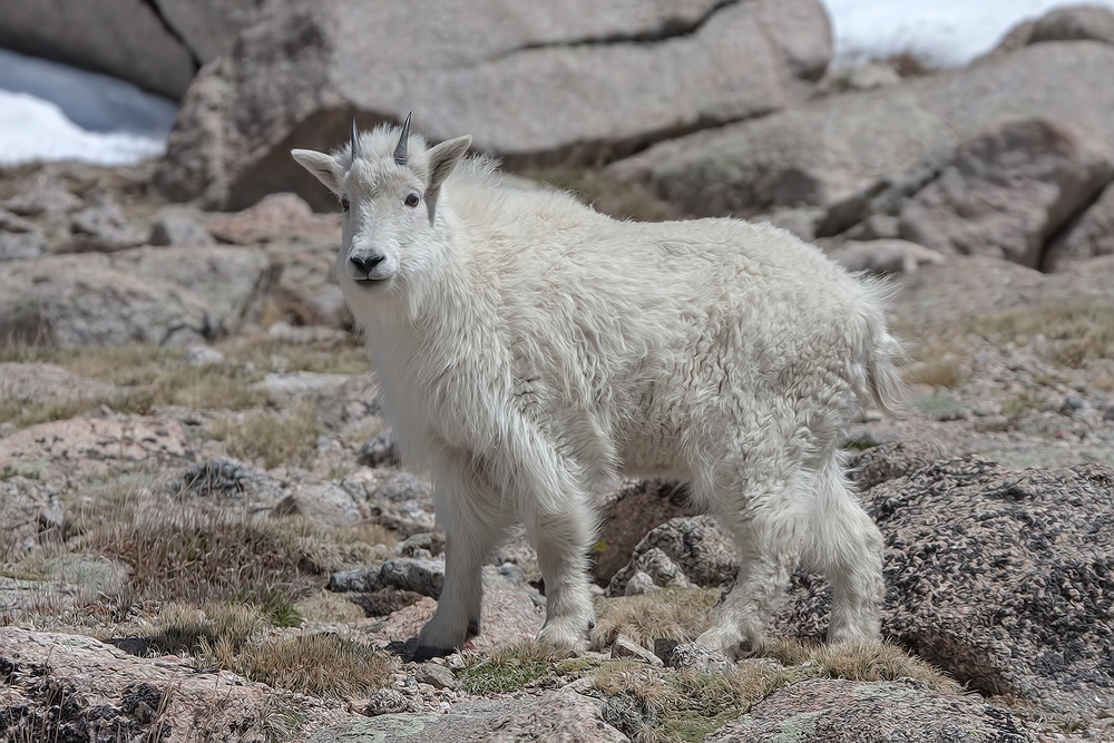 Mountain Goat, Mount Warren, Mount Evans Scenic Byway, Near Idaho Springs, Colorado