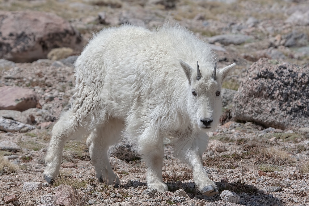 Mountain Goat, Mount Warren, Mount Evans Scenic Byway, Near Idaho Springs, Colorado