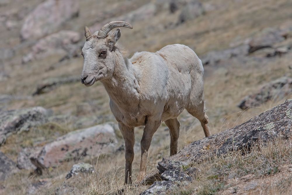 Bighorn Sheep (Female), Mount Evan Scenic Byway, Near Idaho Springs, Colorado