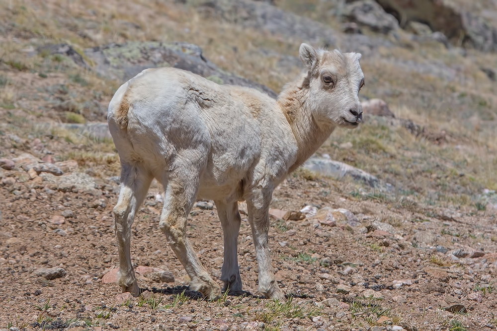 Bighorn Sheep (Juvenile Female), Mount Evan Scenic Byway, Near Idaho Springs, Colorado