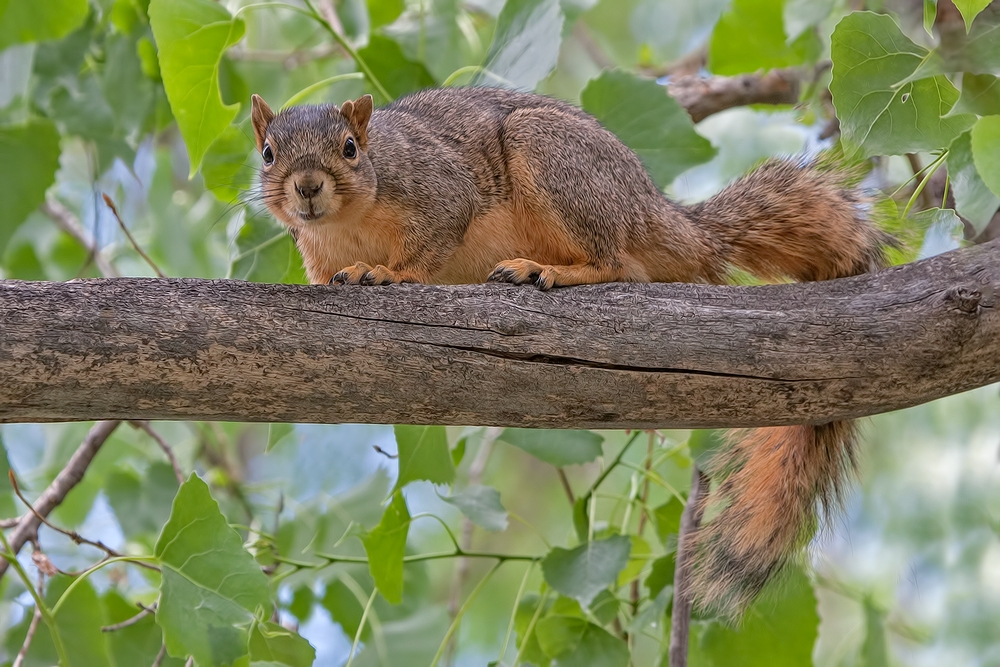 Fox Squirrel, Prospect Park, Denver, Colorado