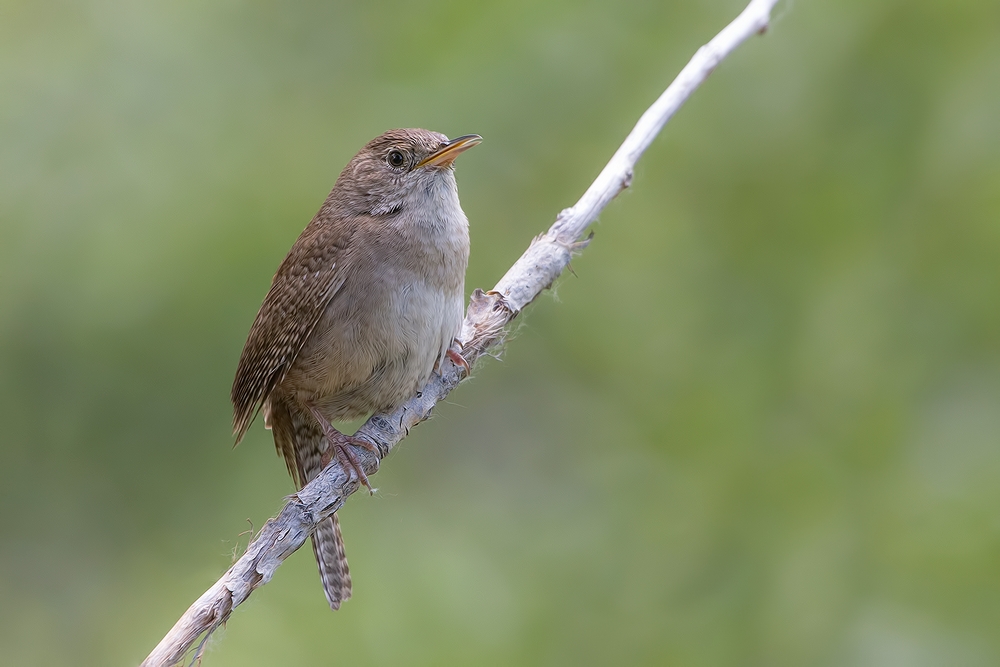 House Wren, Prospect Park, Denver, Colorado