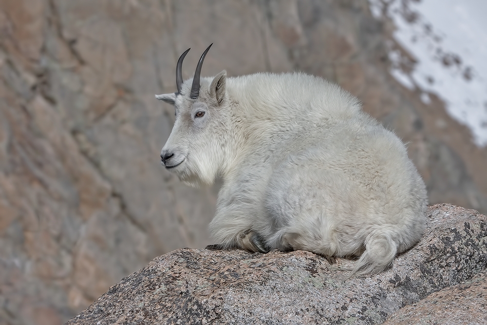 Mountain Goat, Mount Warren, Mount Evans Scenic Byway, Near Idaho Springs, Colorado