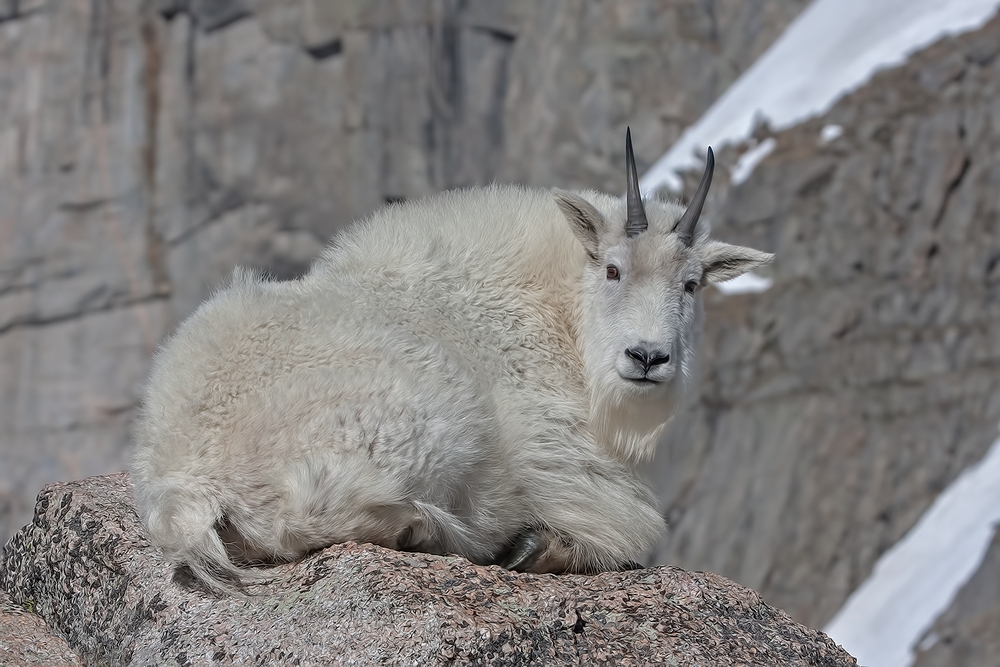 Mountain Goat, Mount Warren, Mount Evans Scenic Byway, Near Idaho Springs, Colorado