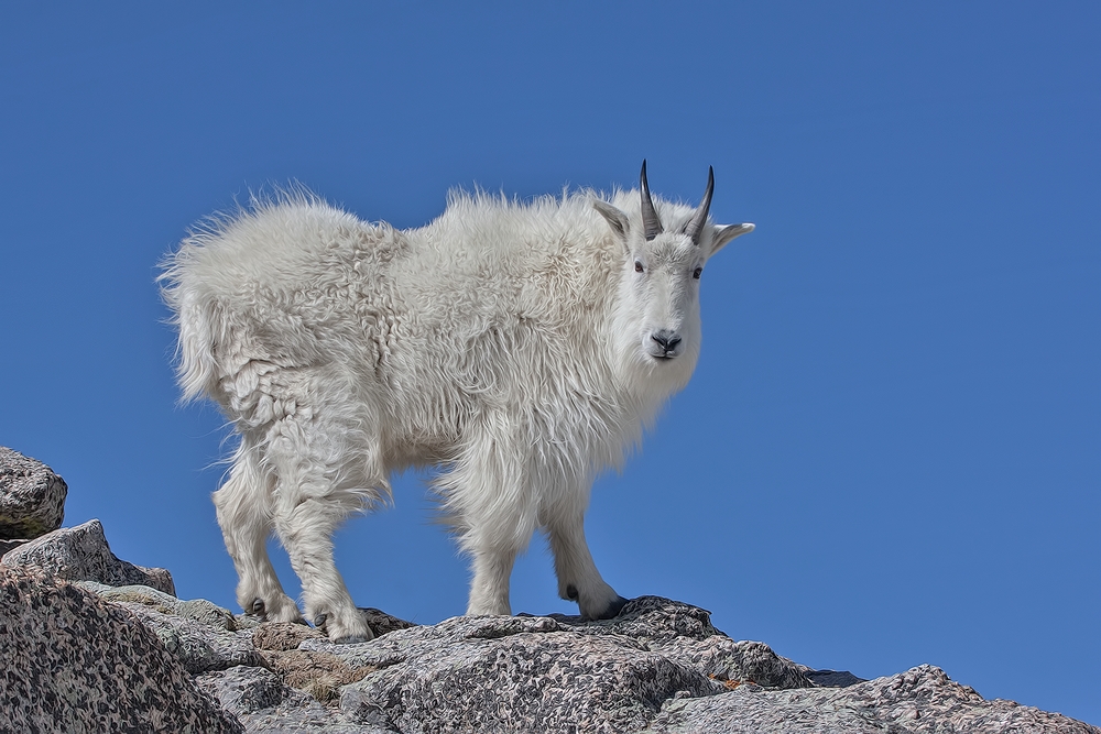 Mountain Goat, Mount Warren, Mount Evans Scenic Byway, Near Idaho Springs, Colorado