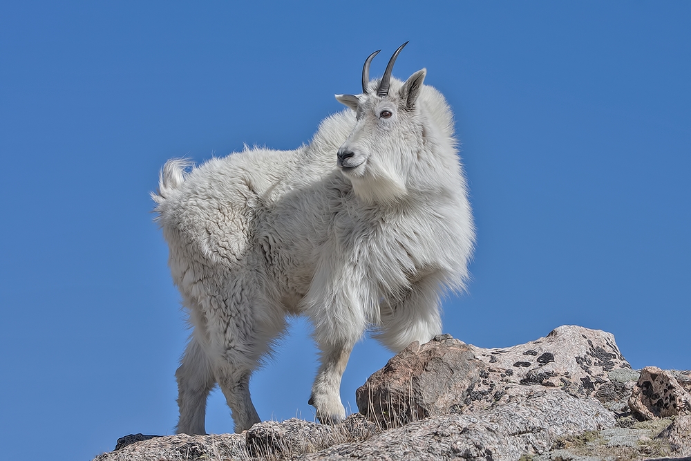 Mountain Goat, Mount Warren, Mount Evans Scenic Byway, Near Idaho Springs, Colorado