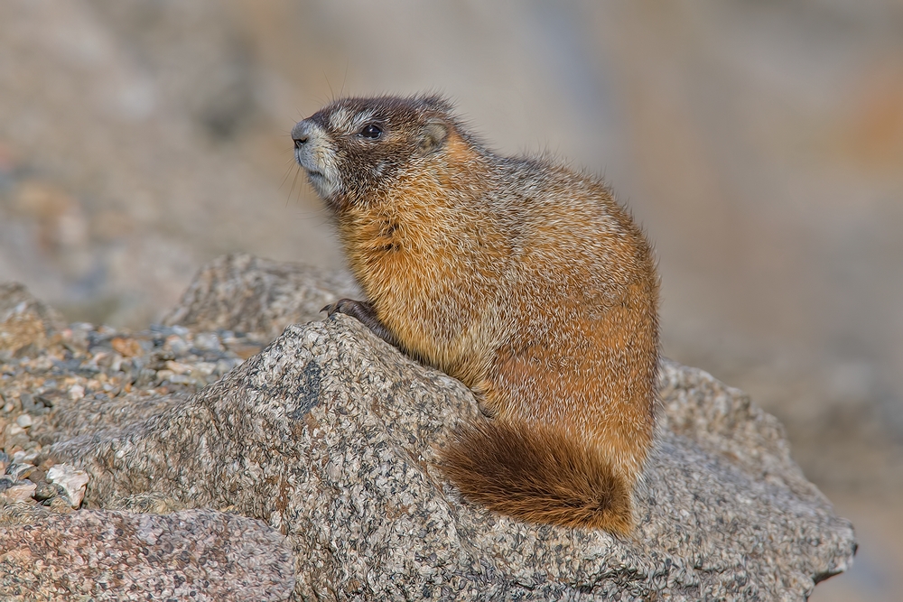 Yellow-Bellied Marmot, Mount Evans Scenic Byway, Near Idaho Springs, Colorado