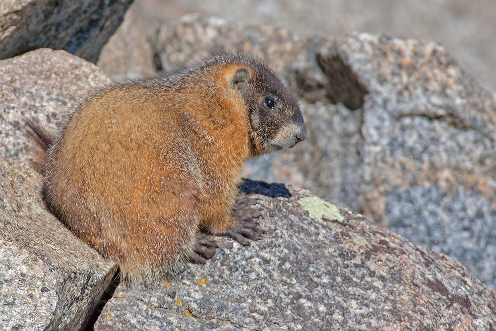 Yellow-Bellied Marmot, Mount Evans Scenic Byway, Near Idaho Springs, Colorado