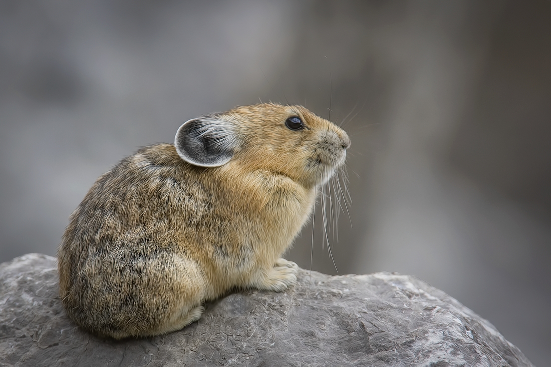 Pika, Medicine Lake, Jasper National Park, Alberta