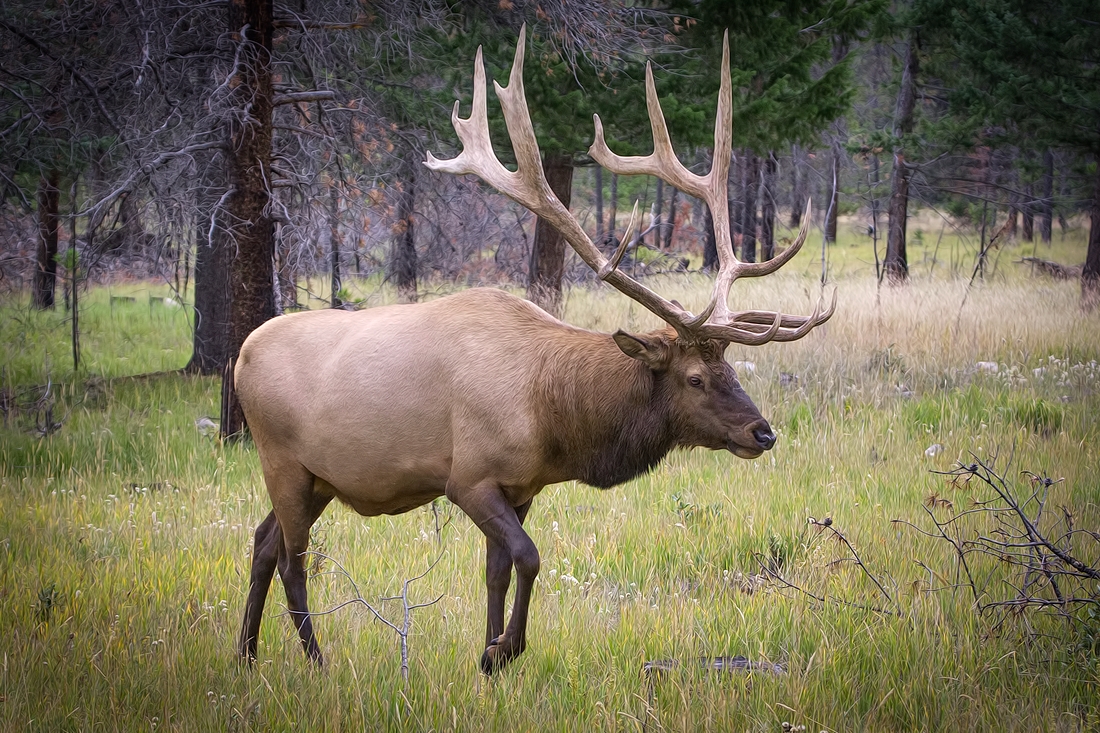 Elk (Male), Near Maligne Lake Bridge, Jasper National Park, Alberta