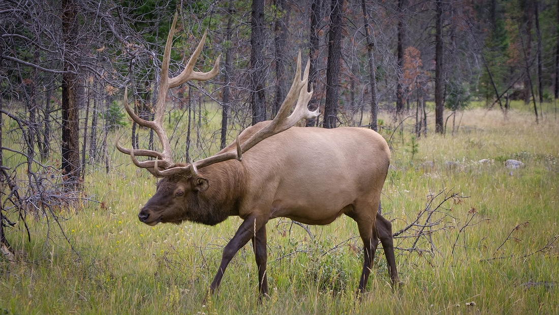 Elk (Male), Near Maligne Lake Bridge, Jasper National Park, Alberta