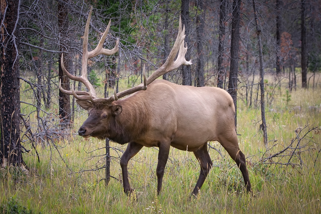 Elk (Male), Near Maligne Lake Bridge, Jasper National Park, Alberta