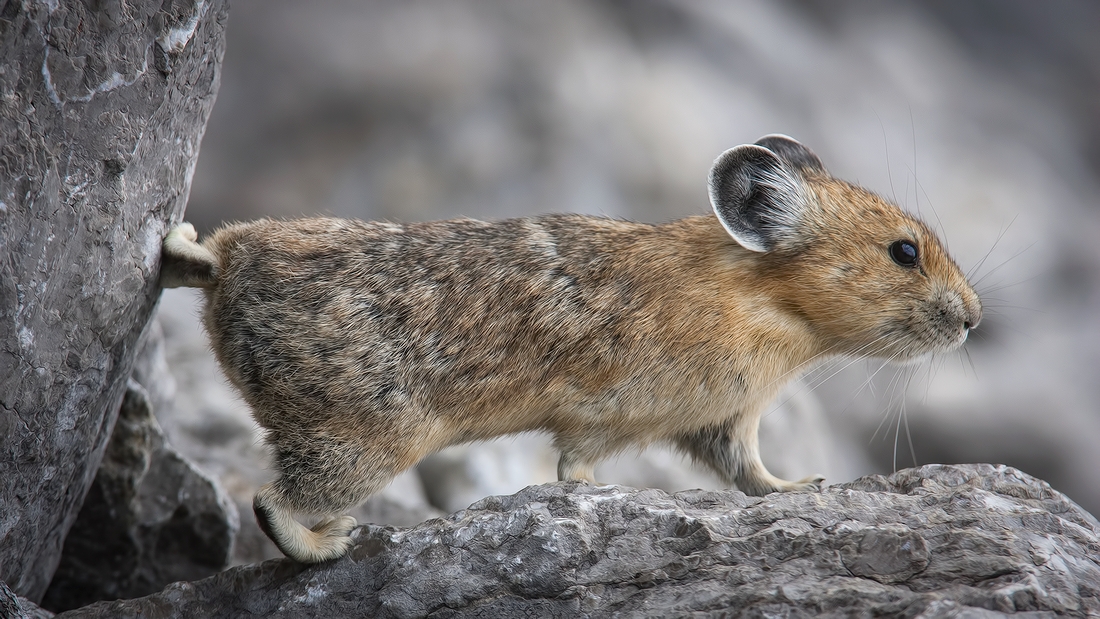 Pika, Medicine Lake, Jasper National Park, Alberta