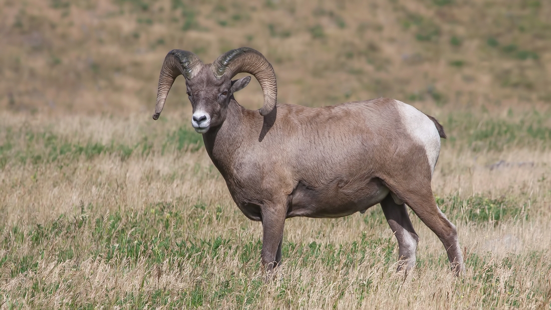 Bighorn Sheep (Male), Near Hinton, Alberta