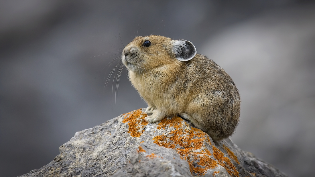 Pika, Medicine Lake, Jasper National Park, Alberta