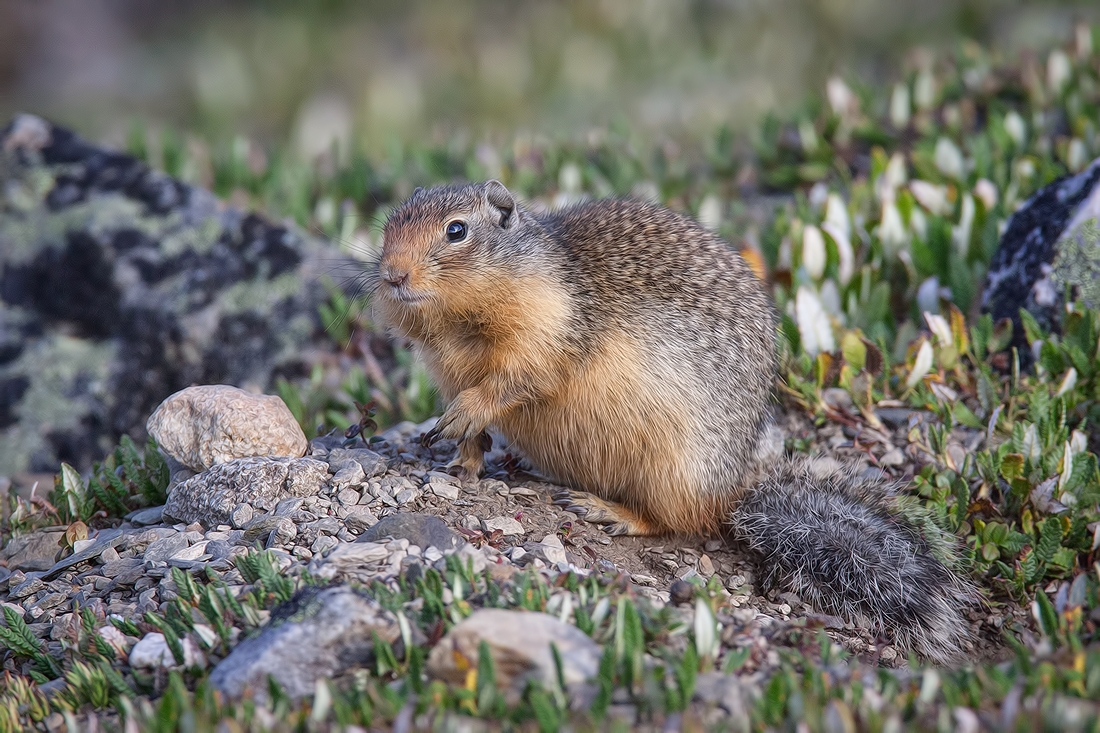 Columbian Ground Squirrel, Whistlers Mountain, Jasper National Park, Alberta