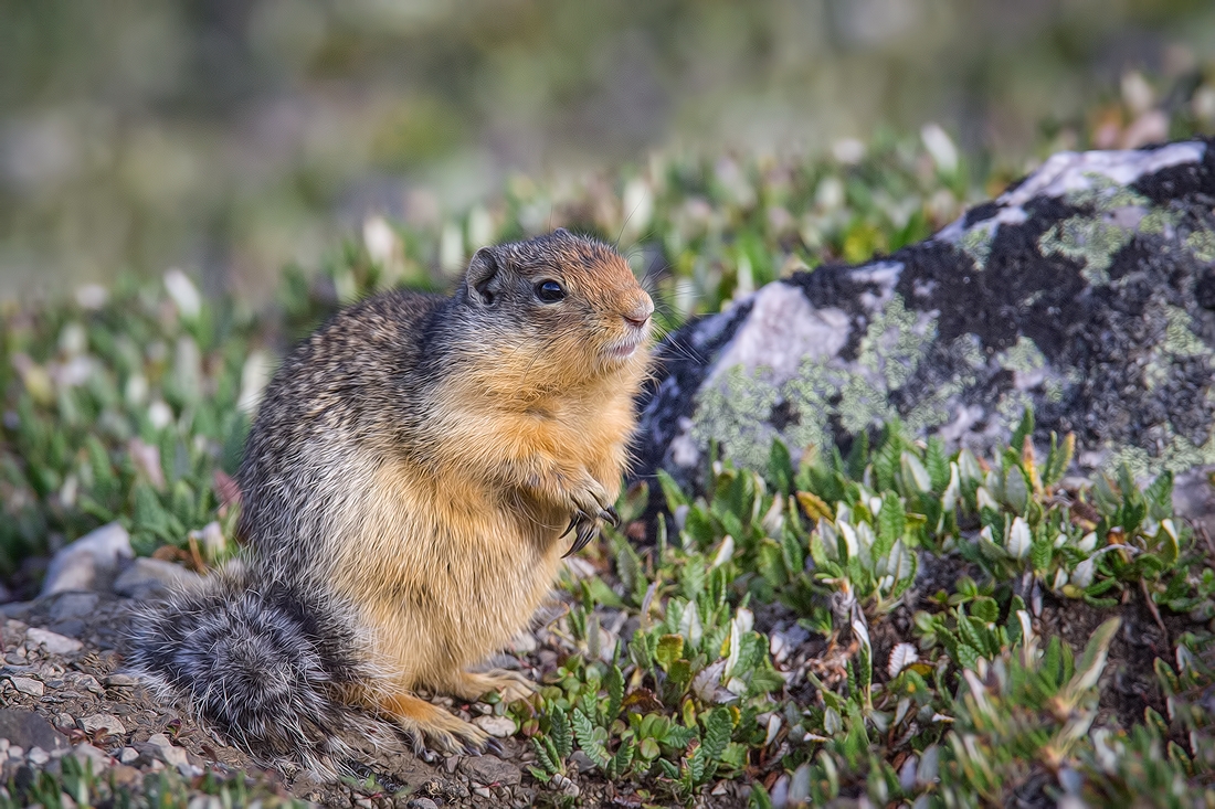 Columbian Ground Squirrel, Whistlers Mountain, Jasper National Park, Alberta