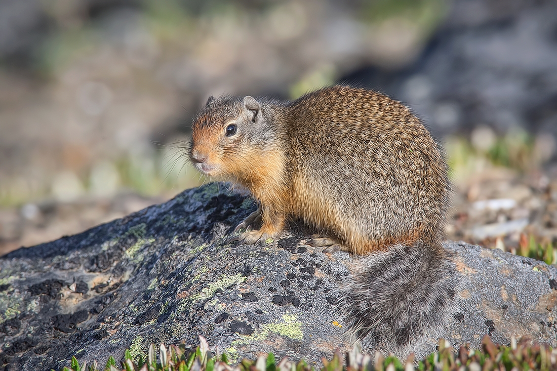 Columbian Ground Squirrel, Whistlers Mountain, Jasper National Park, Alberta