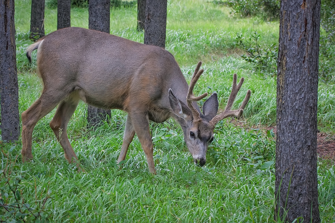 Mule Deer (Male), Tunnel Mountain, Banff National Park, Alberta