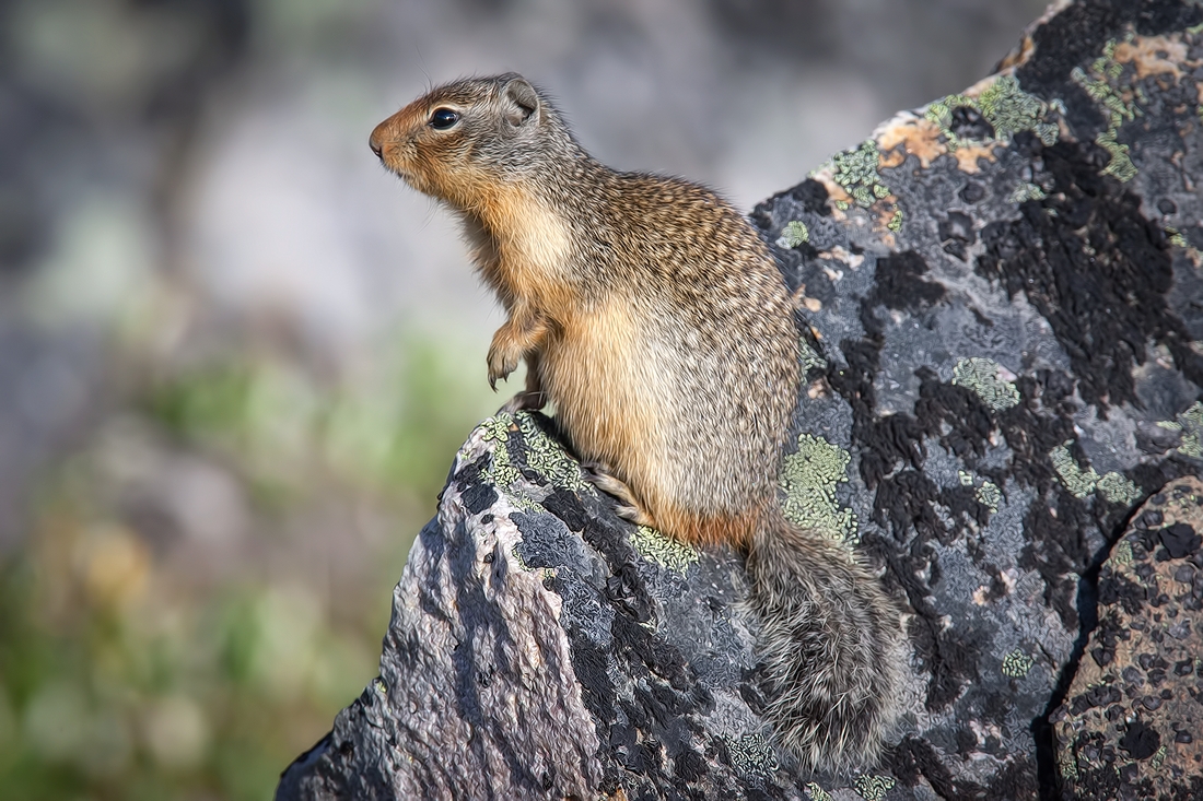 Columbian Ground Squirrel, Whistlers Mountain, Jasper National Park, Alberta