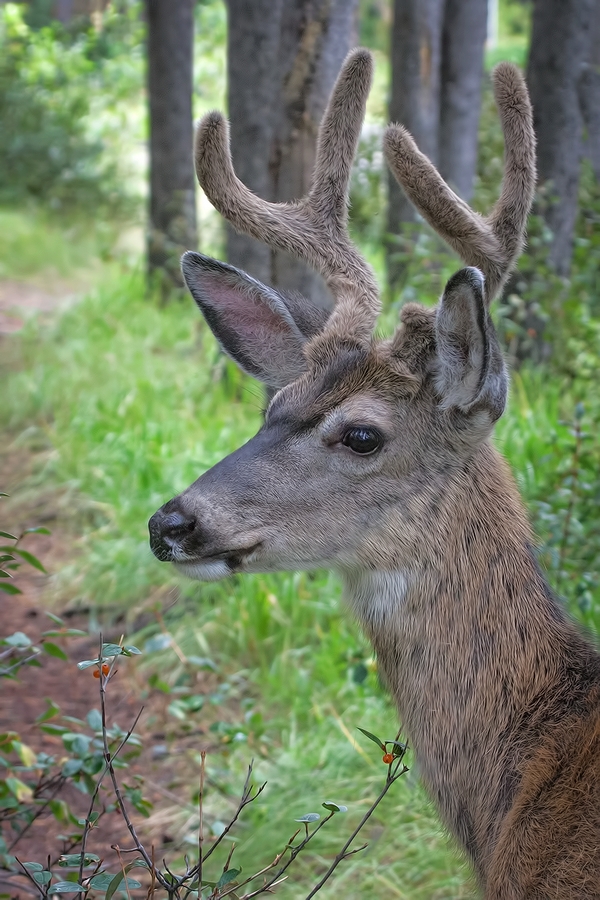 Mule Deer (Male), Tunnel Mountain, Banff National Park, Alberta