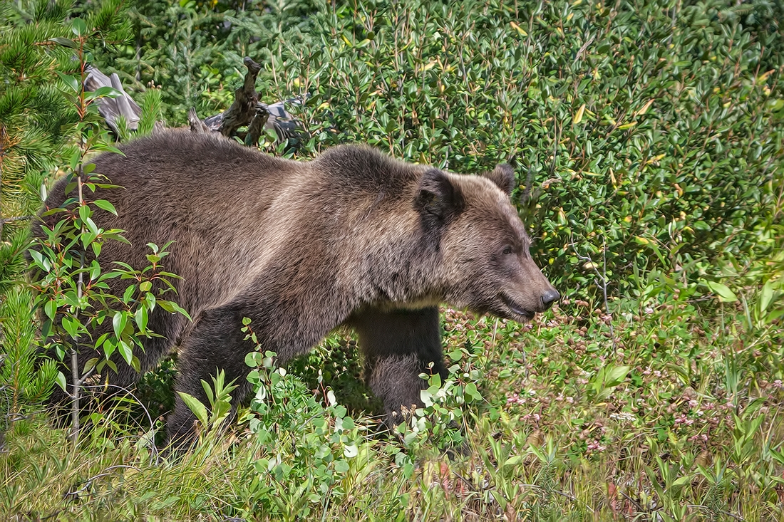 Black Bear, Bow Valley Parkway, Banff National Park, Alberta