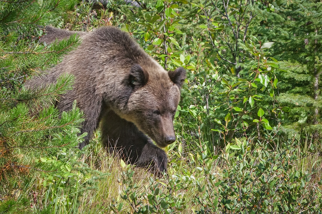 Black Bear, Bow Valley Parkway, Banff National Park, Alberta