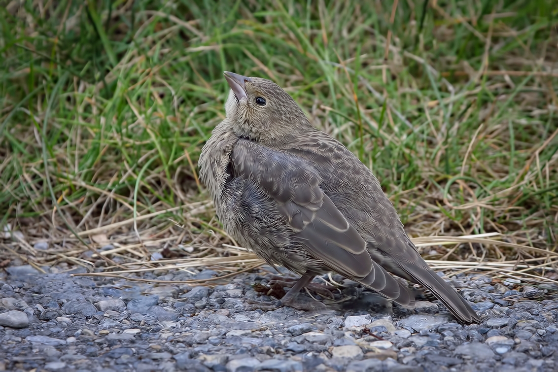 Brewer's Blackbird (Juvenile), Two Jacks Lake, Banff National Park, Alberta