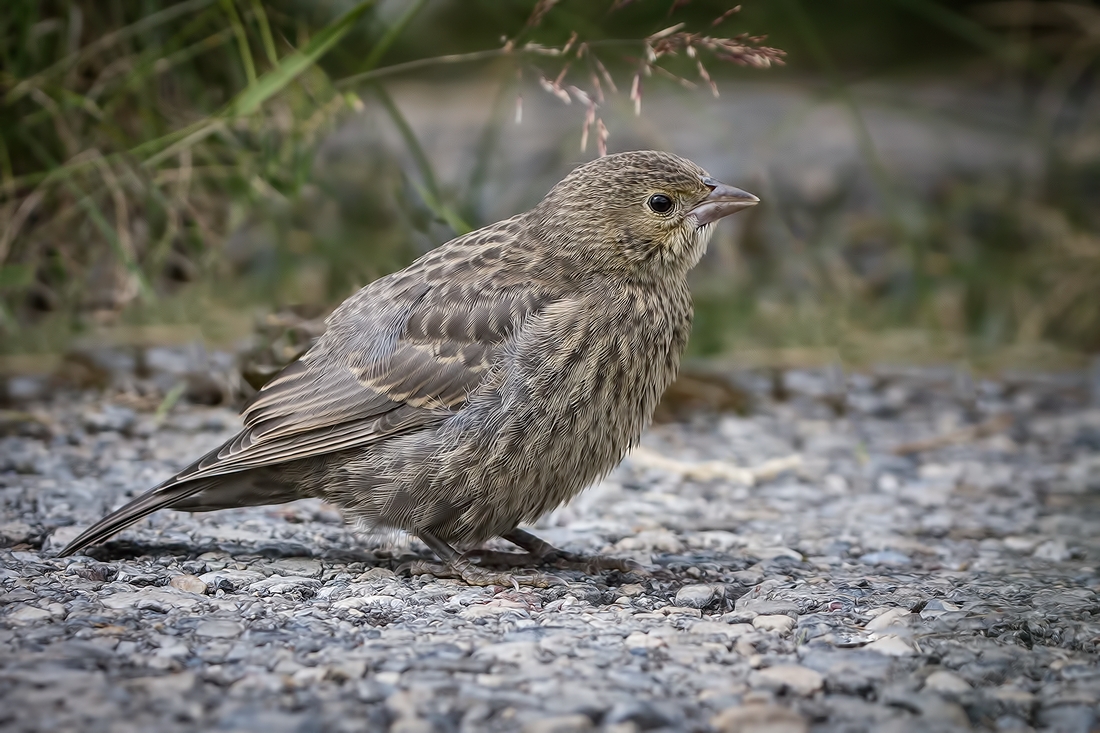 Brewer's Blackbird (Juvenile), Two Jacks Lake, Banff National Park, Alberta