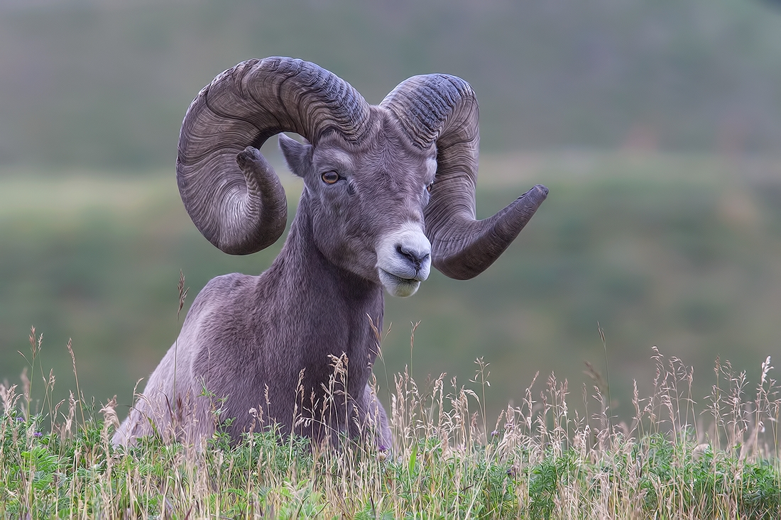 Bighorn Sheep (Male), Near Hinton, Alberta