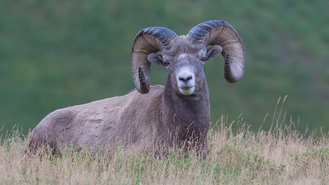 Bighorn Sheep (Male), Near Hinton, Alberta