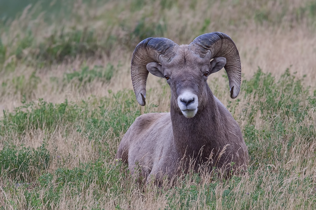 Bighorn Sheep (Male), Near Hinton, Alberta