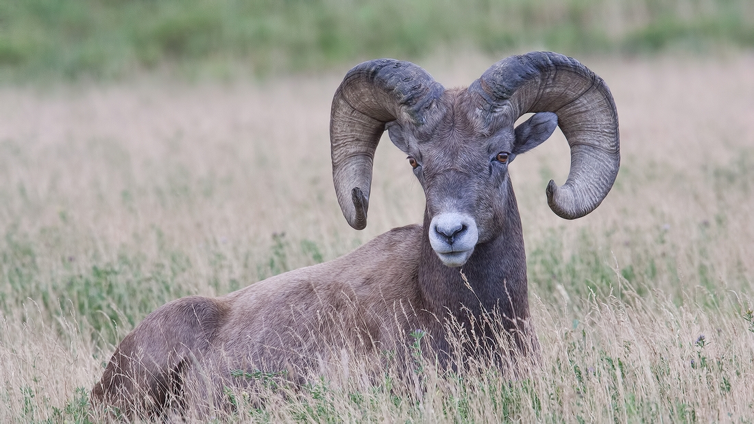 Bighorn Sheep (Male), Near Hinton, Alberta