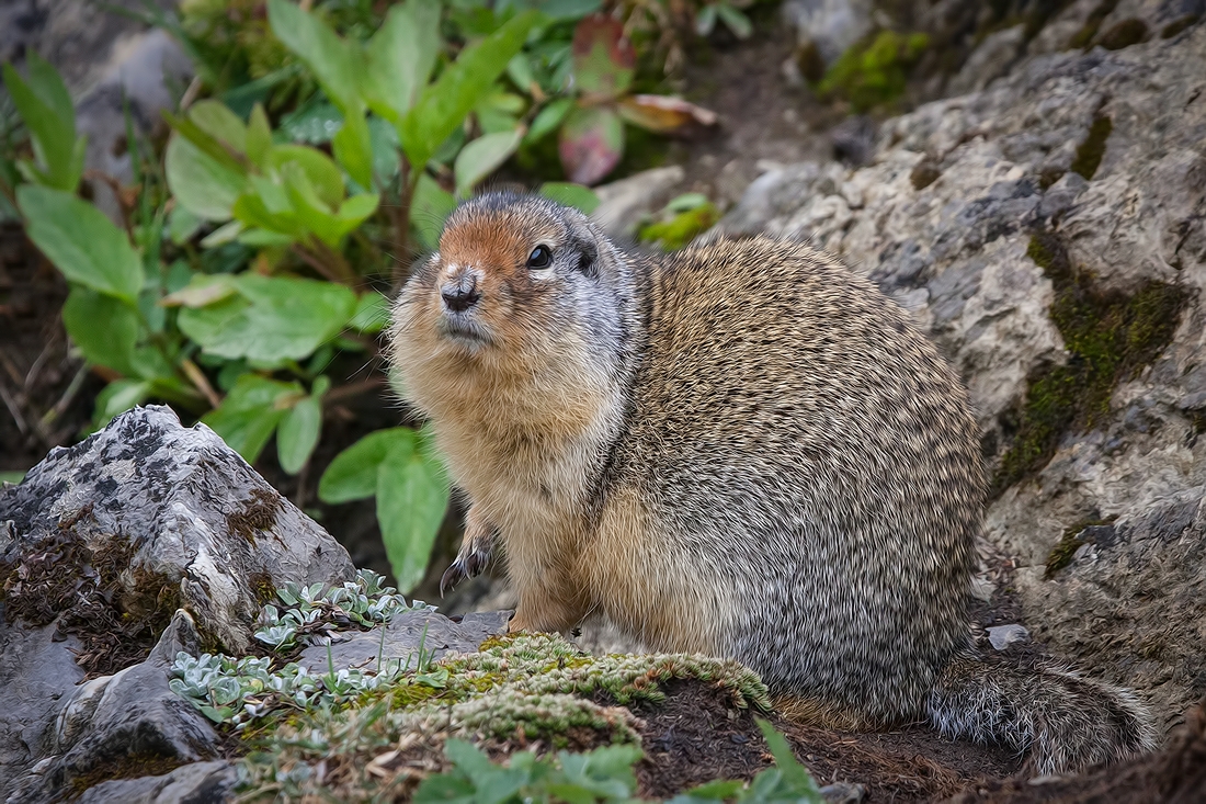 Columbian Ground Squirrel, Sunshine Meadows Near Larynx Lake, Banff National Park, Alberta