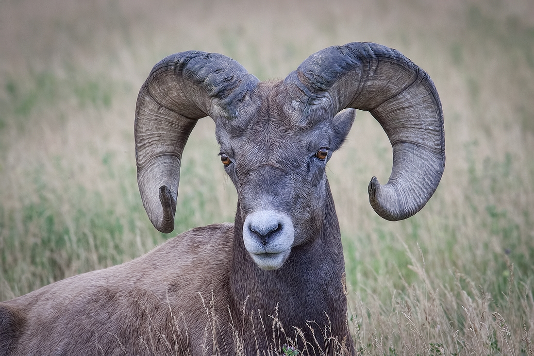 Bighorn Sheep (Male), Near Hinton, Alberta