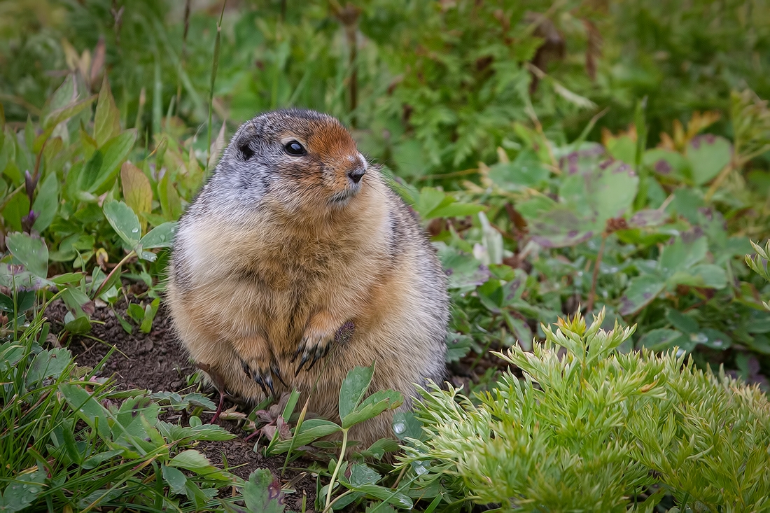 Columbian Ground Squirrel, Sunshine Meadows Near Larynx Lake, Banff National Park, Alberta